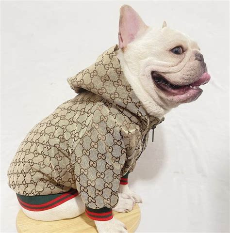 gucci dog coats|gucci raincoat for dogs.